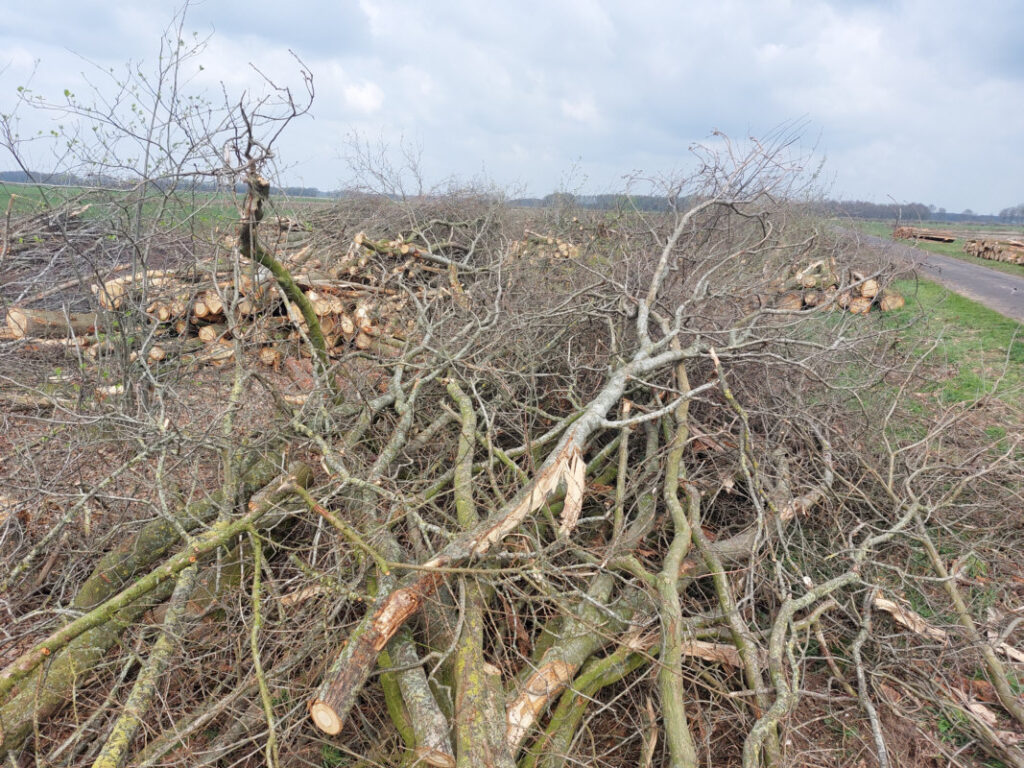 Kahlschlag beim Fleiereigraben II bei Wippingen