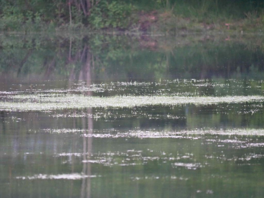 "Flutende Schuppensimse" (Isolepis fluitans) im Seitenkanal bei Kluse