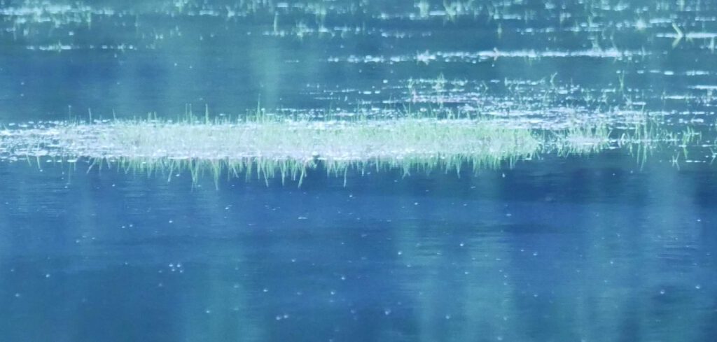 "Flutende Schuppensimse" (Isolepis fluitans) im Seitenkanal bei Kluse