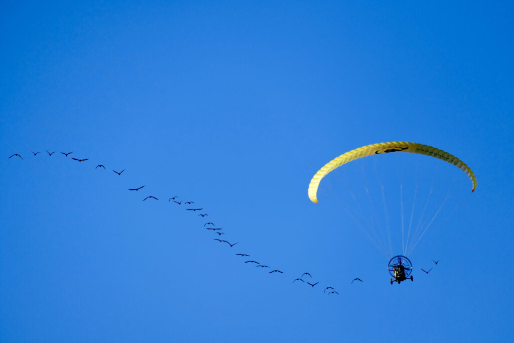 Waldrappe im Formationsflug