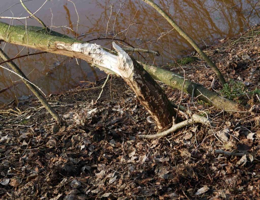 Biberspuren am Seitenkanal bei Dörpen