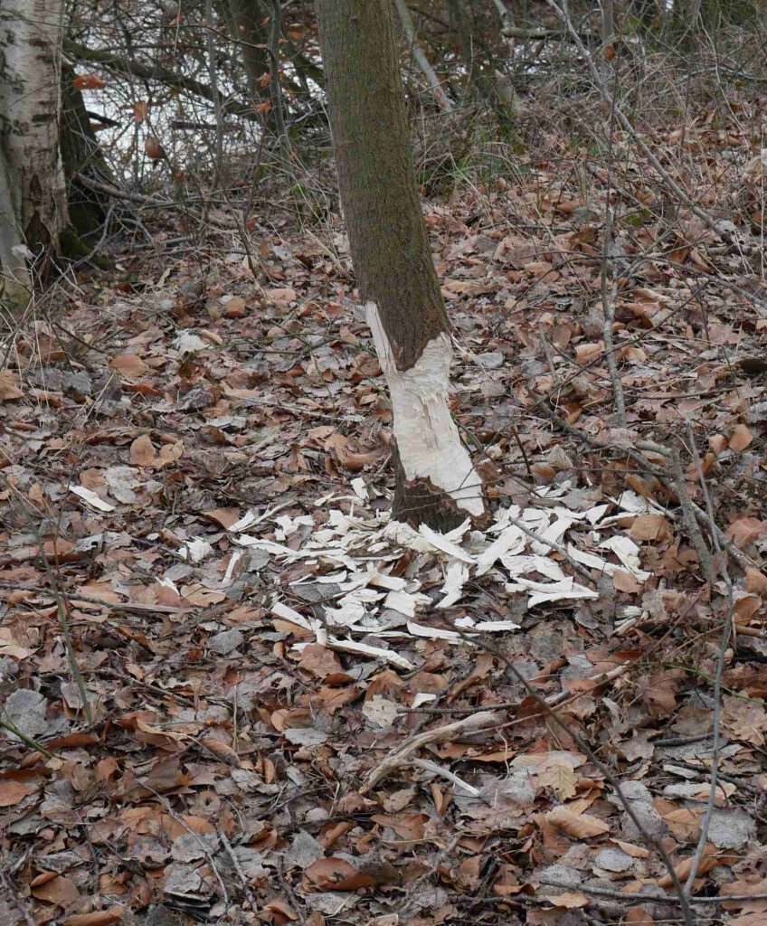 Biberspuren am Seitenkanal bei Dörpen