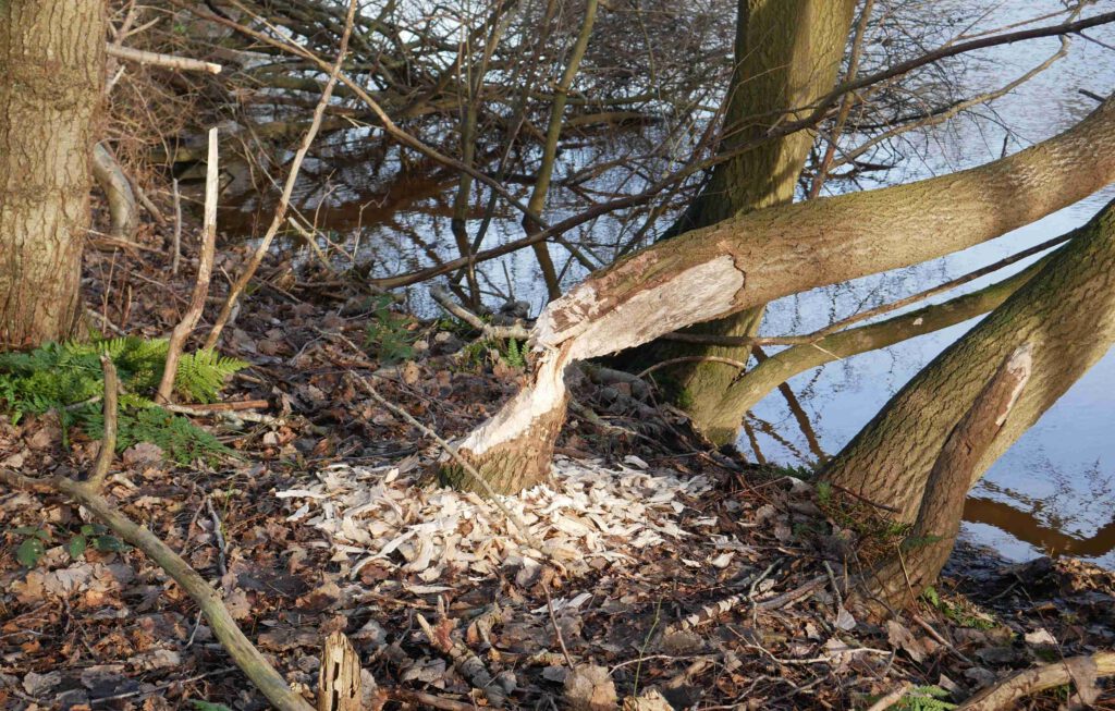 Biberspuren am Seitenkanal bei Dörpen