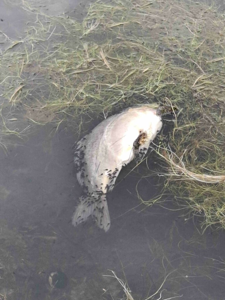 Tote Fische auf dem Seitenkanal