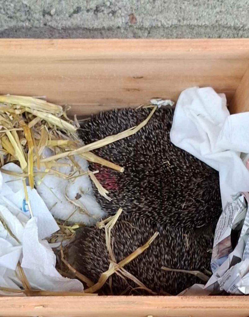 Igel, Foto von Johann Müller