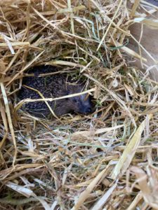 Igel im Nest