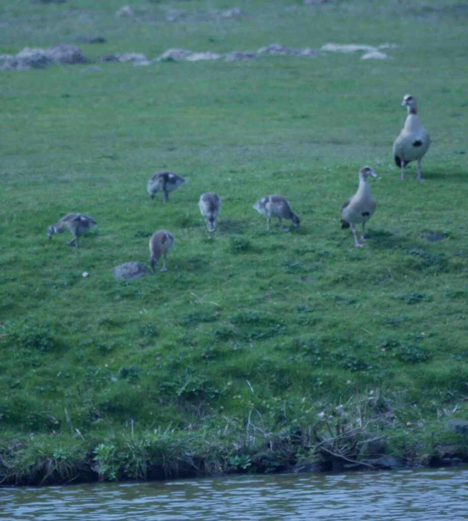 Nilgänse am Seitenkanal