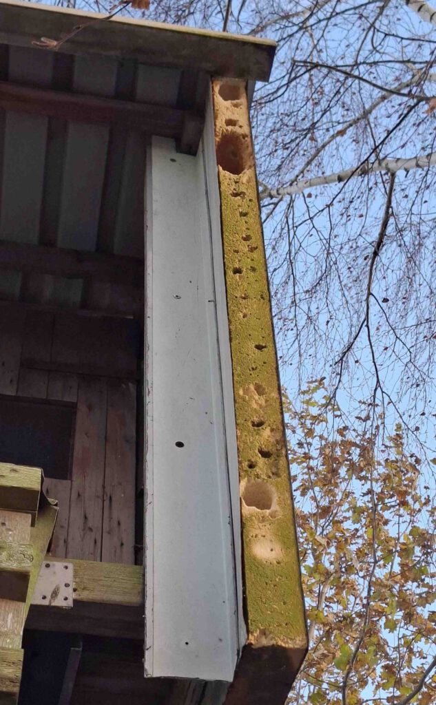 Nicht abgedeckte Kante einer Sandwichplatte an einer Jagdkanzel in den Leher Wiesen