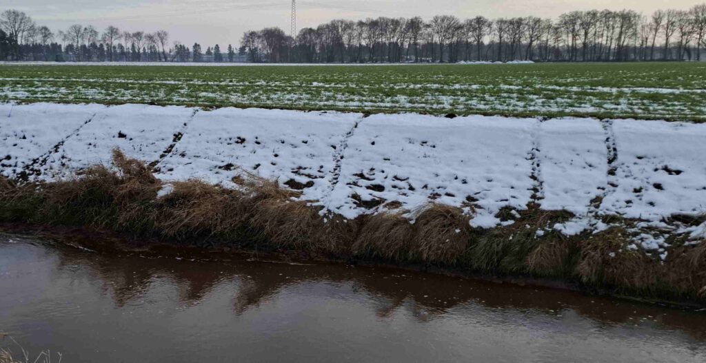 Nutrias an der Wippinger Dever 