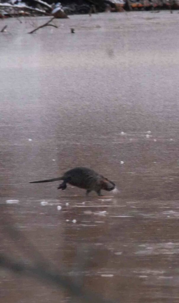 Nutria auf Eis, Seitenkanal Dörpen, 11.Januar 2026