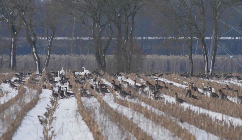 Gänse bei Neubörger