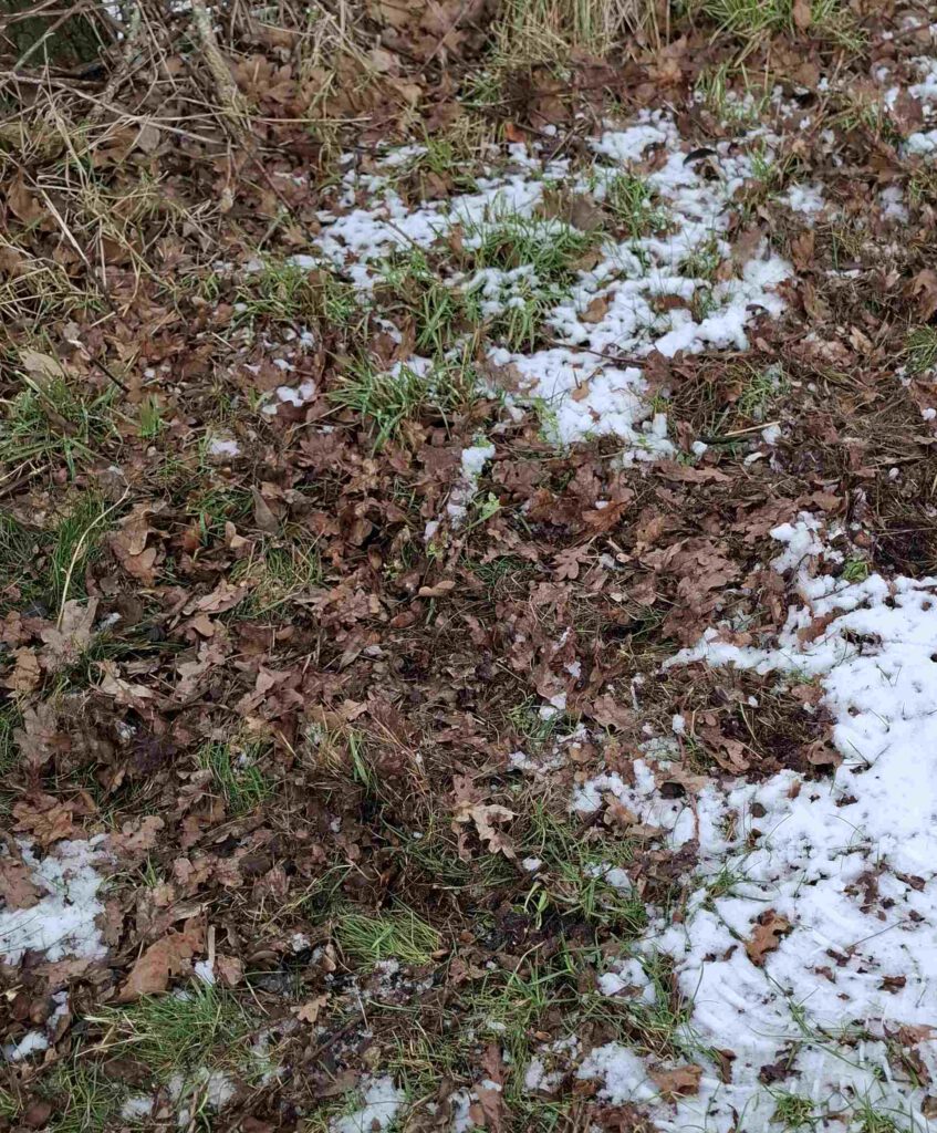 Von Nutrias aufgewühlte Erde