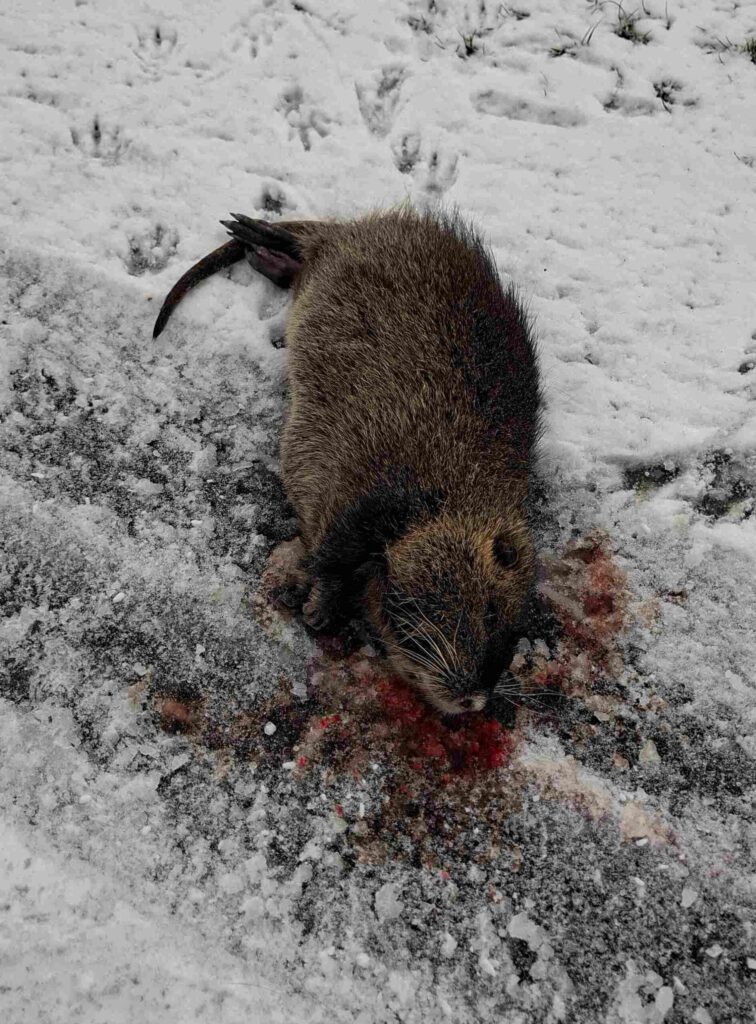 Überfahrener Nutria