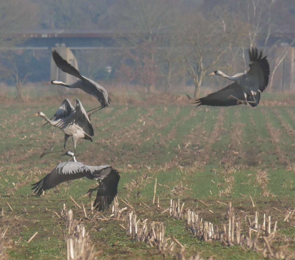 Kraniche bei Neudörpen