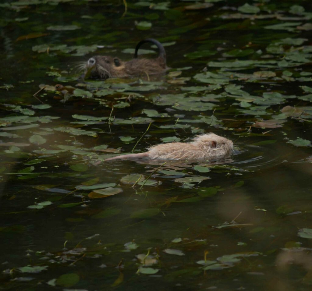 Helle Nutria